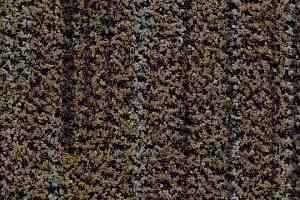 Грязезащитные покрытия Forbo Coral Brush 5764 petrified grey фото  | FLOORDEALER